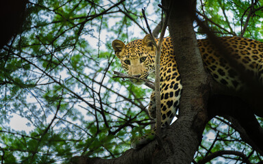 Indian Leopard resting high in a tree at Jhalana Leopard Conservation Reserve, Rajasthan, looking directly toward the camera while gripping a branch, surrounded by dense woodland foliage. © Rohit Beniwal