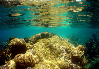 Shallow Coral Reef in the Crystal Clear Waters of the Caribbean Sea © gustavo