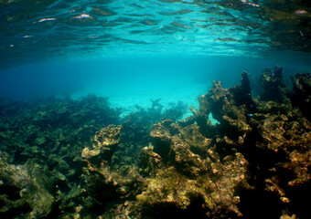 Shallow Coral Reef in the Crystal Clear Waters of the Caribbean Sea © gustavo
