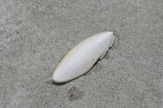 砂浜に漂着したコウイカの甲（カトルボーン・海岸の漂着物・ビーチコーミング）