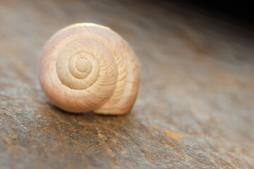 Macro View of Snail Shell Spiral Resting on Stone Surface © UMIT