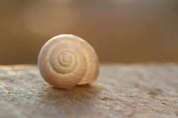 Empty Snail Shell Spiral Close Up Resting on Stone Surface in Warm Light   © UMIT