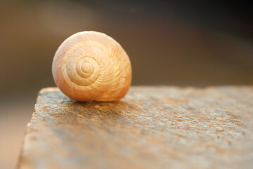 Empty Snail Shell Spiral Close Up Resting on Stone Surface in Warm Light © UMIT