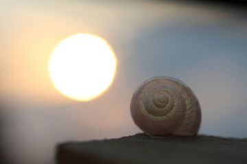 Shell Resting on Ledge at Sunset © UMIT