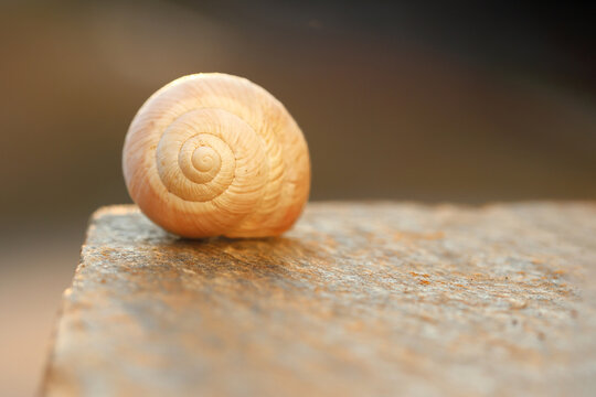 Empty Snail Shell Spiral Close Up Resting on Stone Surface in Warm Light