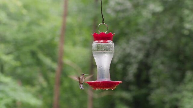 Hummingbird drinking from feeder