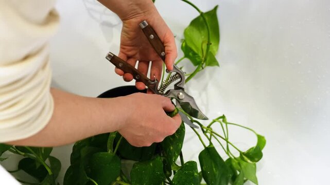 Woman gardener pruning leaves of houseplant using metal shears. Horticulture and indoor plant care hobby. Person cleaning and trimming foliage of green pothos for health growth.