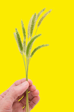 Mano che regge steli di Pabbio, graminacea annuale infestante , immagine su sfondo giallo
