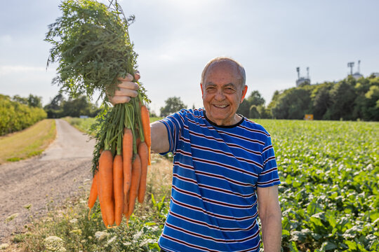 Smiling grandfather holds fresh carrots in the sunny vegetable garden