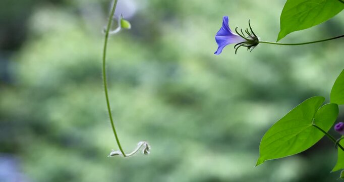 そよ風に揺れる小さなアサガオの花と蔓