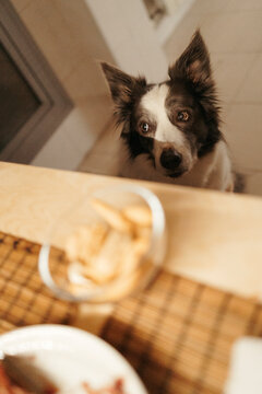 A hungry border collie looks at food on a kitchen table