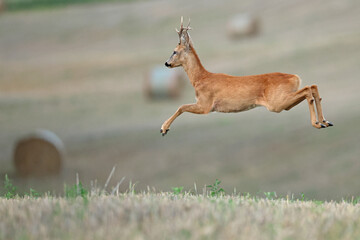Sarna europejska (Capreolus capreolus) roe deer © Bartosz Rakoczy
