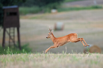 Sarna europejska (Capreolus capreolus) roe deer © Bartosz Rakoczy