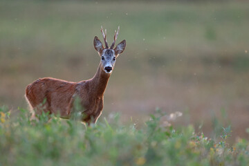 Sarna europejska (Capreolus capreolus) roe deer © Bartosz Rakoczy