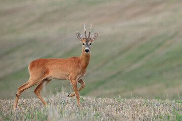 Sarna europejska (Capreolus capreolus) roe deer © Bartosz Rakoczy