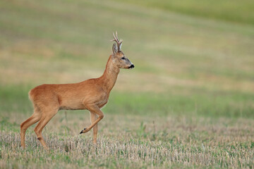 Sarna europejska (Capreolus capreolus) roe deer © Bartosz Rakoczy