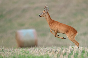 Sarna europejska (Capreolus capreolus) roe deer © Bartosz Rakoczy