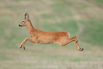 Sarna europejska (Capreolus capreolus) roe deer © Bartosz Rakoczy