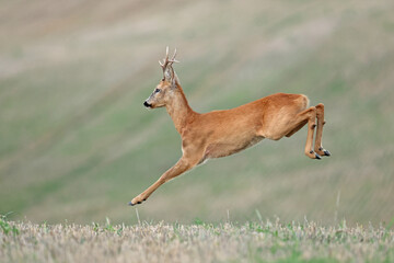 Sarna europejska (Capreolus capreolus) roe deer © Bartosz Rakoczy
