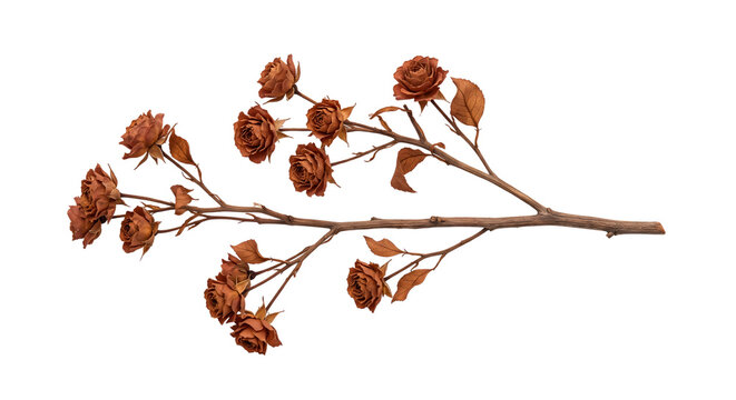 Branch with copper-colored roses and leaves on transparent background