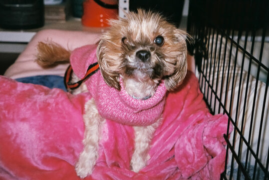 A senior dog wears a pink sweater on a blanket indoors