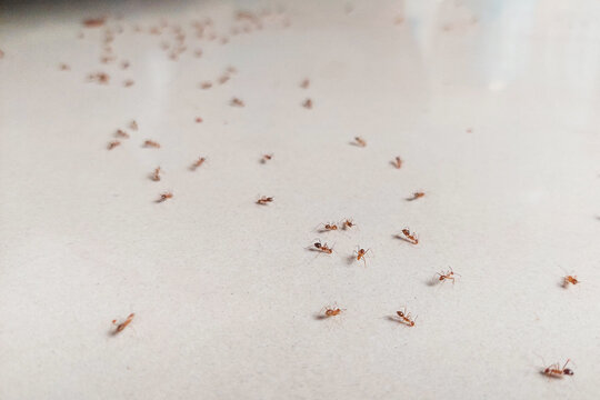 Photo of a swarm of red ants on a white floor.