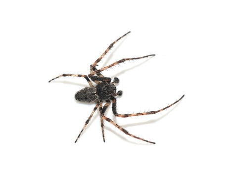 Walnut orb-weaver spider Nuctenea umbratica isolated on white background