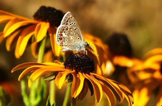 Colorful butterfly standing on the yellow wild flower in the garden feeding with nectar, butterfly and wildflower background