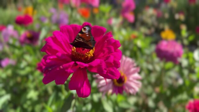 Close-up of Zinnia elegans (zinnia, garden daisy) with deep magenta petals and golden center; Nymphalis io (Peacock butterfly) perched on bloom; ideal for nature art, botanical prints, and seasonal me