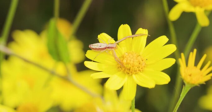 Brown spider on yellow Sonki; slow motion monsoon morning macro ambush stasis
