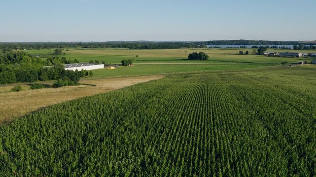 Aerial drone view captures green cornfield rows and surrounding rural farmland under clear summer sky with distant hills in the background.
