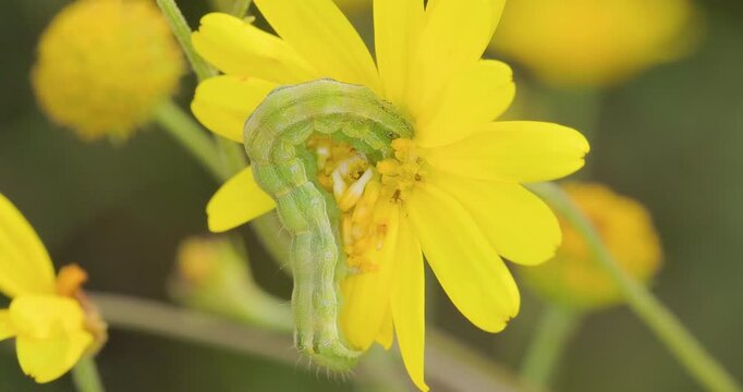 Green caterpillar devouring yellow Sonki Flower; slow motion monsoon morning macro feeding