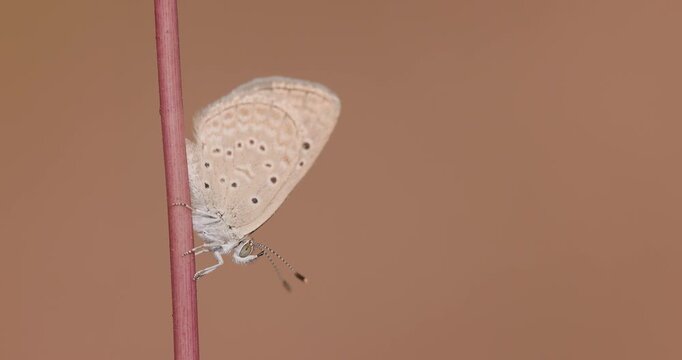 Closeup Single Grass Blue butterfly warming on winter straw; slow motion macro leg grooming