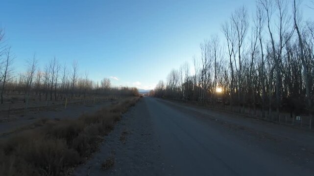 Sweeping FPV drone video glides above a tranquil dirt road lined by leafless poplar trees in Alamos, Argentina. Crisp morning light, clear sky, long shadows, and open landscape create a serene mood.