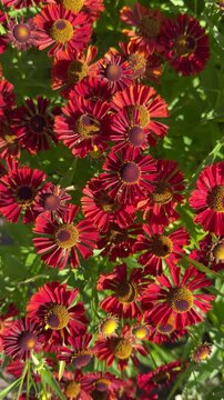 Dense display of Helenium autumnale (sneezeweed, Helen&rsquo;s flower) with bold red petals and dark brown centers; ideal for botanical art, seasonal prints, and garden media