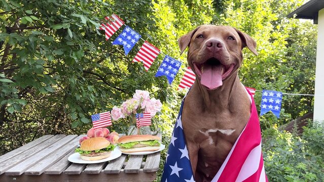 Happy brown dog and American flags