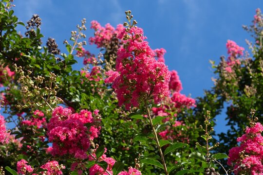 Vibrant Pink Crape Myrtle Flowers Blooming Against a Clear Blue Sky