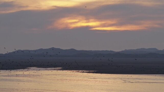 Drone slides above the Wadden Sea near Terschelling, Friesland, Netherlands, following flocks of coastal waterbirds over tidal channels and exposed mudflats beneath a glowing sunset sky.