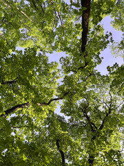 Fototapeta premium green leaves on a tree view up
