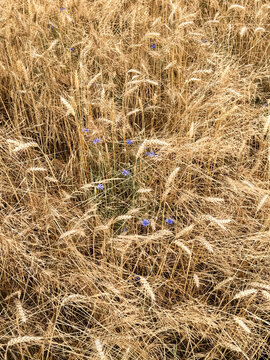 flowers in the field weat