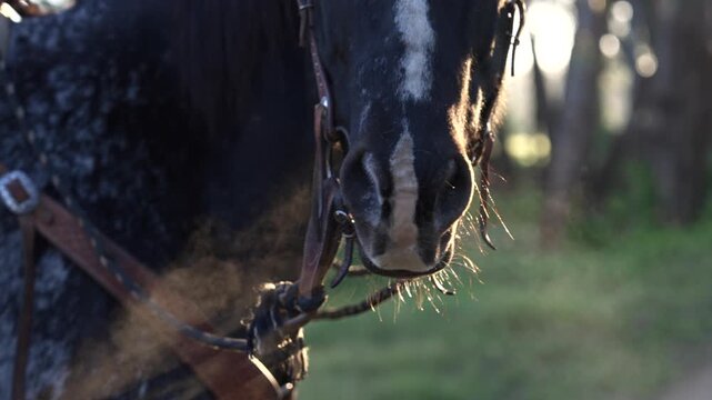 Close Up Horse Huffing Steam On chilly sunrise morning | Slow motion