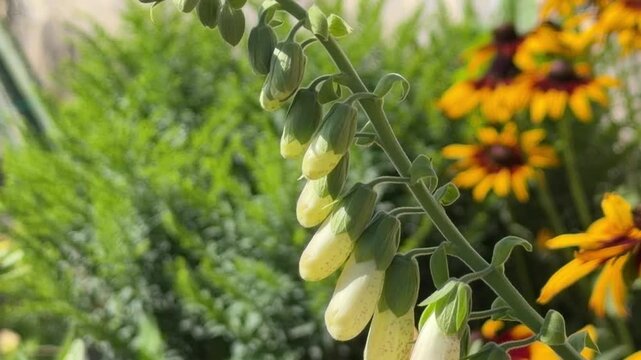 Close-up of Digitalis purpurea (foxglove, common foxglove) with tubular bell-shaped flowers and speckled interiors; perfect for botanical prints, greeting cards, and nature-themed design