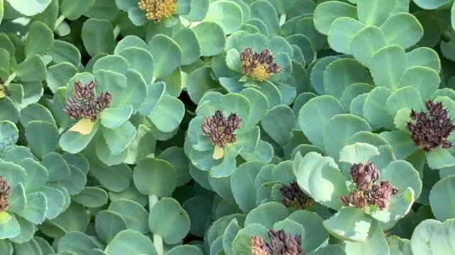Close-up of Rhodiola rosea (golden root, rose root) with fleshy leaves and delicate inflorescences; ideal for herbal medicine visuals, wellness content, and botanical references