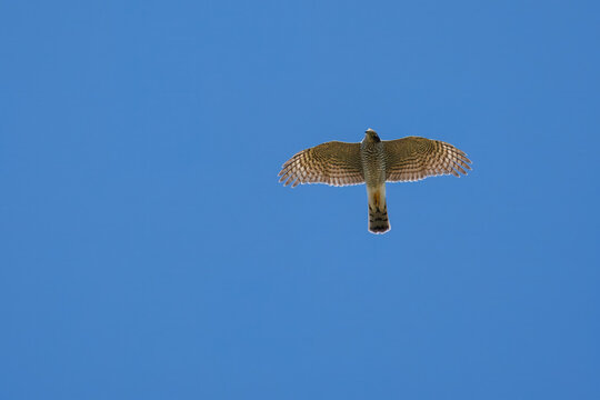 An adult Eurasian goshawk (Astur gentilis) flying in the blue sky with wings fully spread, displaying its wingspan on a sunny summer day. Wildlife photography with copy space.