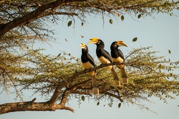 Obraz premium Three trumpet hornbills perched on tree branch with green foliage. Birds have black bodies and yellow beaks. Clear blue sky background. Wildlife scene in nature.