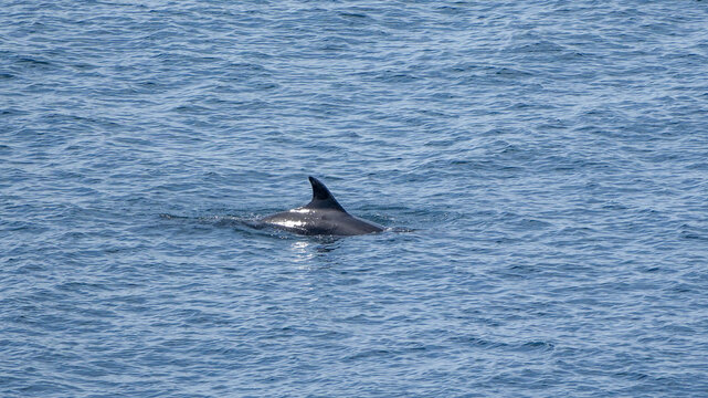 bottlenose dolphin fin breaking the ocean surface