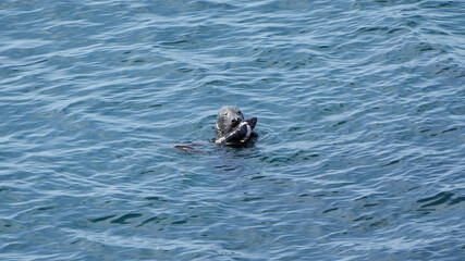 Fototapeta premium grey seal holding an eel in its mouth while swimming