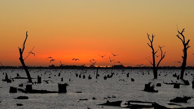 Birds fly in slow-motion over the swamp as the sun sets