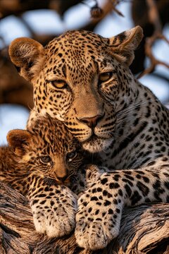 Beautiful African leopard mother resting on a tree branch and cuddling her spotted leopard cub