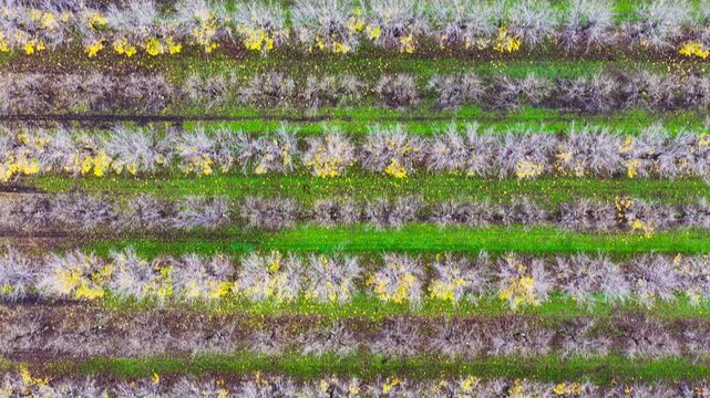 Aerial video flying over a vast pecan orchard, showcasing neat rows of mature trees across the productive agricultural landscape near Biniguy in northwestern New South Wales.